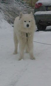 sabaka samojed