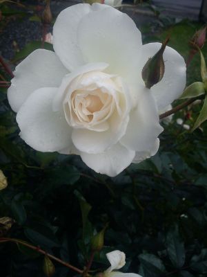 bílá růže