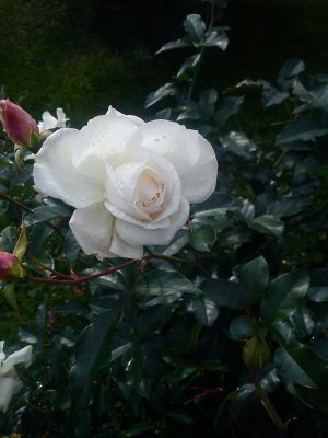 bílá růže II