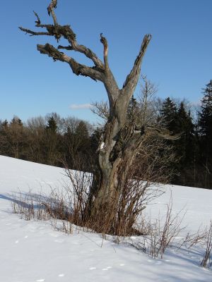 suchý strom